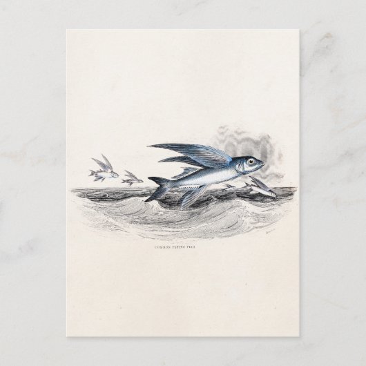 vliegende vissen uit de jaren 1800 in de oceaango briefkaart (Voorkant)
