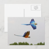 vliegende vliegtuigen briefkaart (Voorkant / Achterkant)