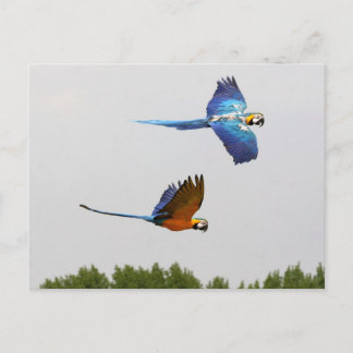 vliegende vliegtuigen briefkaart