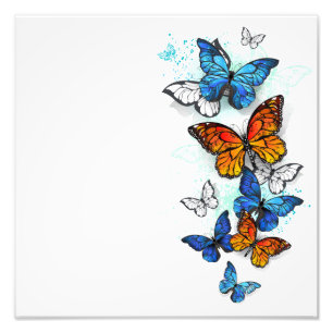 Vliegende Vlinders Morpho en Monarch Foto Afdruk