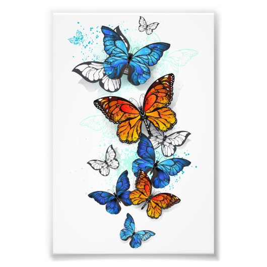 Vliegende Vlinders Morpho en Monarch Foto Afdruk (Voorkant)