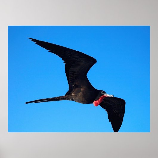 Vliegende vogel Sluiten Poster (Voorkant)