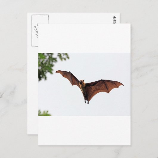 Vliegende vos fruitvleermuis in de lucht briefkaart (Voorkant / Achterkant)