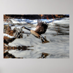 Vliegende wilde dieren in Canada Goose en Winter P Poster