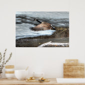 Vliegende wilde dieren uit Canada Goose en Winter Poster (Keuken)