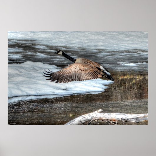 Vliegende wilde dieren uit Canada Goose en Winter Poster (Voorkant)