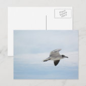 Vliegende zeemeeuw briefkaart (Voorkant / Achterkant)