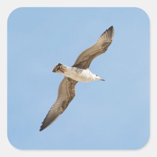 Vliegende zeemeeuw vierkante sticker (Voorkant)
