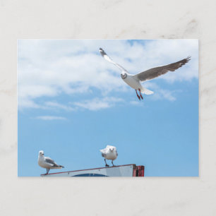 Vliegende zeemijlen Birds Blue Sky Briefkaart