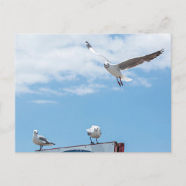 Vliegende zeemijlen Birds Blue Sky Briefkaart