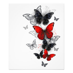 Vliegende Zwarte en Rode Morpho Vlinders Foto Afdruk