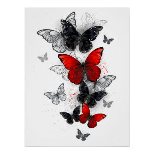 Vliegende Zwarte en Rode Morpho Vlinders Perfect Poster