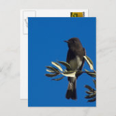 vliegenvanger briefkaart (Voorkant / Achterkant)