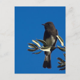 vliegenvanger briefkaart