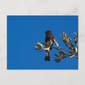 vliegenvanger briefkaart (Voorkant)