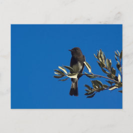 vliegenvanger briefkaart