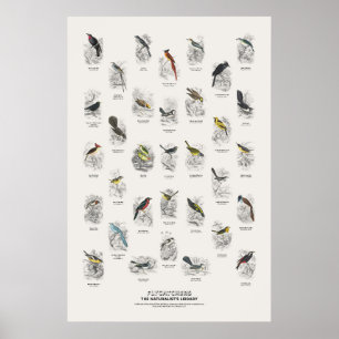Vliegenvangers - Naturalist's Library Poster