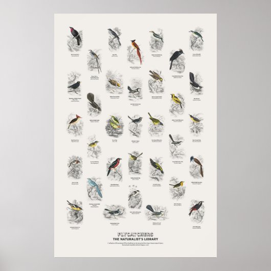 Vliegenvangers - Naturalist's Library Poster (Voorkant)