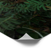 Vliegenzwammen bij Mowich Lake Poster (Hoek)