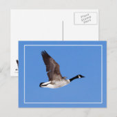 Vlieggans Briefkaart (Voorkant / Achterkant)