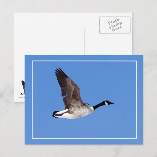 Vlieggans Briefkaart (Voorkant / Achterkant)