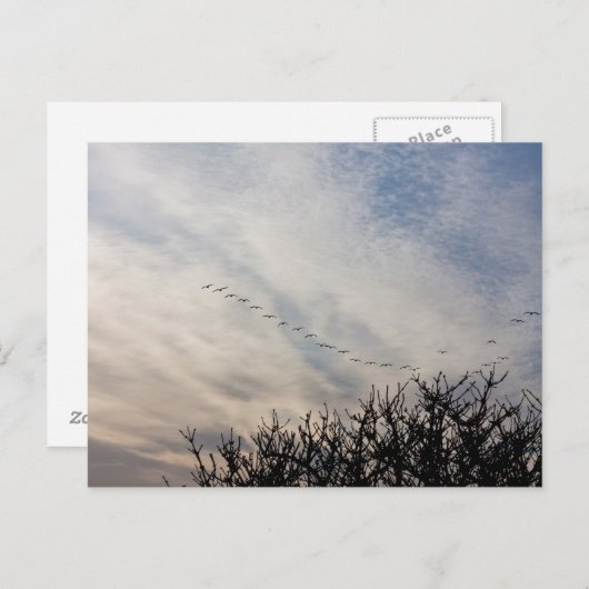 Vliegganzen Briefkaart (Voorkant / Achterkant)