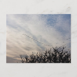 Vliegganzen Briefkaart