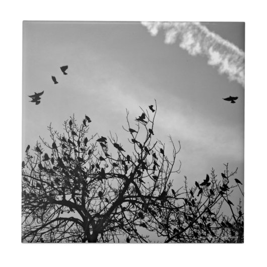 Vliegpad Tegeltje (Voorkant)