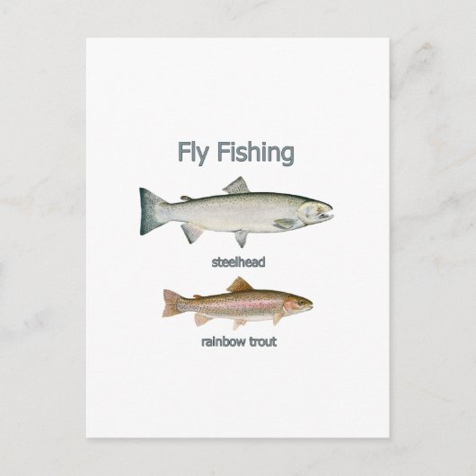 Vliegregenboogforel - Steelkop Briefkaart (Voorkant)