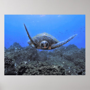 vliegschildpad poster