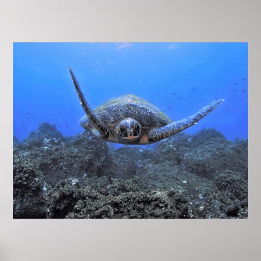 vliegschildpad poster (Voorkant)