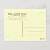 Vliegtuig (Briefkaart Edition) Briefkaart (Achterkant)