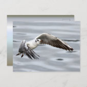 Vliegtuig van de zeemeeuw briefkaart (Voorkant / Achterkant)