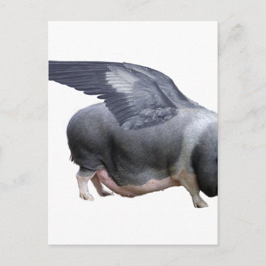 vliegvarken briefkaart (Voorkant)