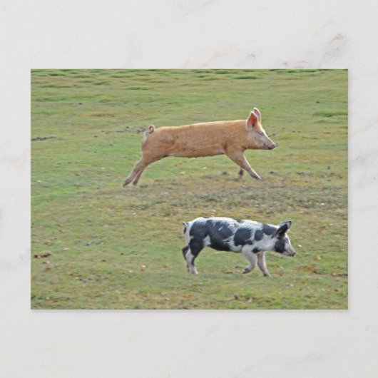 Vliegvarkens Briefkaart (Voorkant)