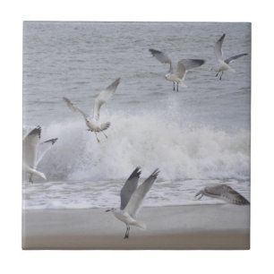 Vliegvlucht Tegeltje