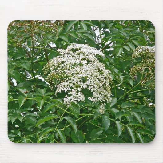 Vlierbes (Sambucus canadensis) Mousepad Muismat (Voorkant)
