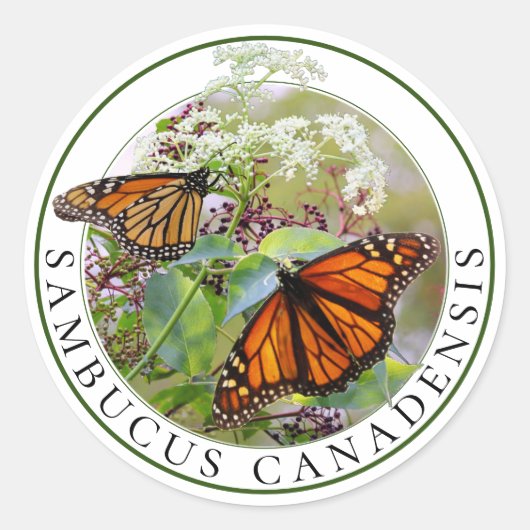 Vlierbes Sambucus en Monarch Butterfly Ronde Sticker (Voorkant)