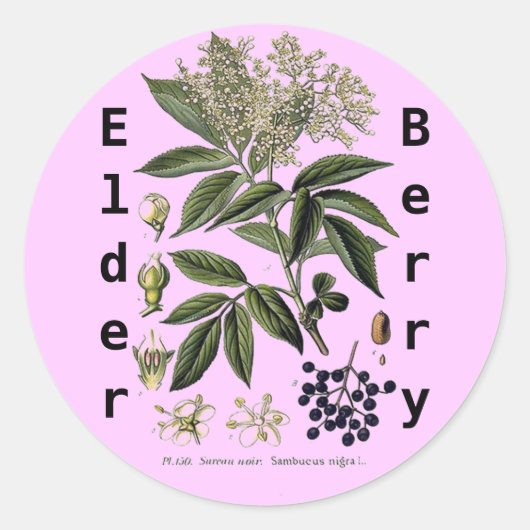 Vlierbes Sambucus sticker (Voorkant)