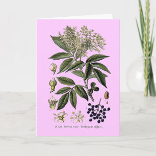 vlierbes-sambucus-wenskaart kaart