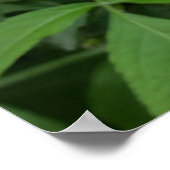 vlierbloem poster (Hoek)