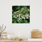 vlierbloem poster (Keuken)