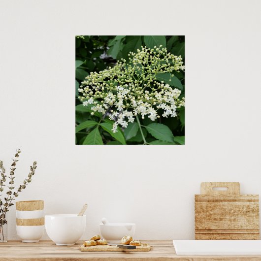 vlierbloem poster (Keuken)