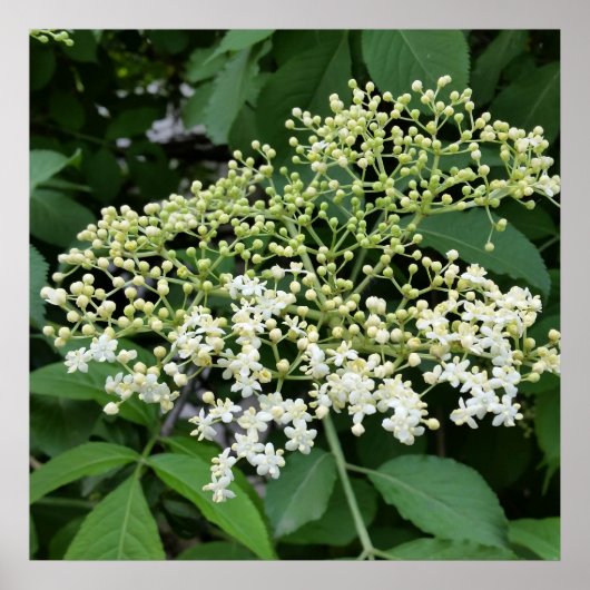 vlierbloem poster (Voorkant)