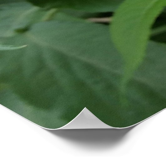 vlierbloem poster (Hoek)