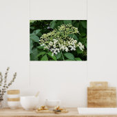 vlierbloem poster (Keuken)