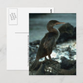 Vliesloze aalscholver briefkaart (Voorkant / Achterkant)