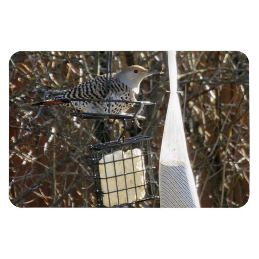 Vlikker in Bird Feeder Magnet Magneet (Horizontaal)
