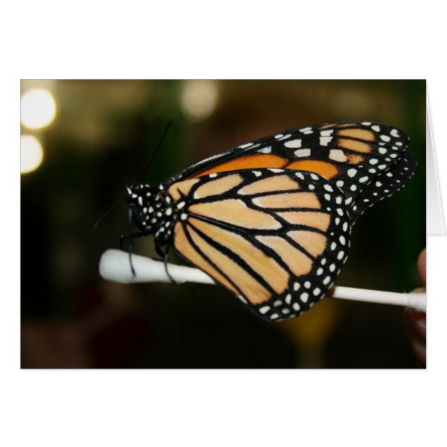 Vlinder (Voorkant Horizontaal)