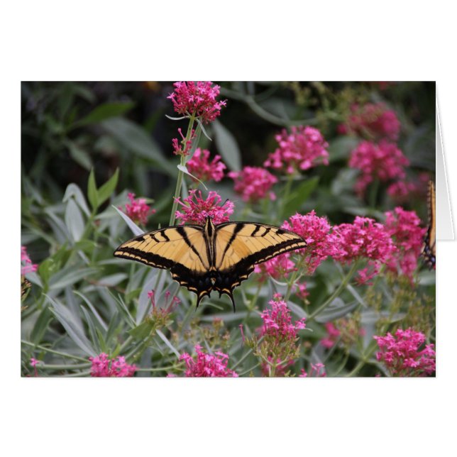 Vlinder (Voorkant Horizontaal)